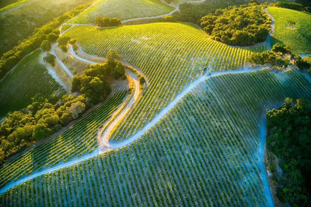 Arial shot of a vineyard