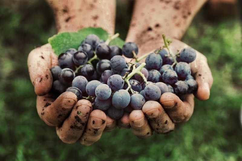 What is craft alcohol_uses real ingredients