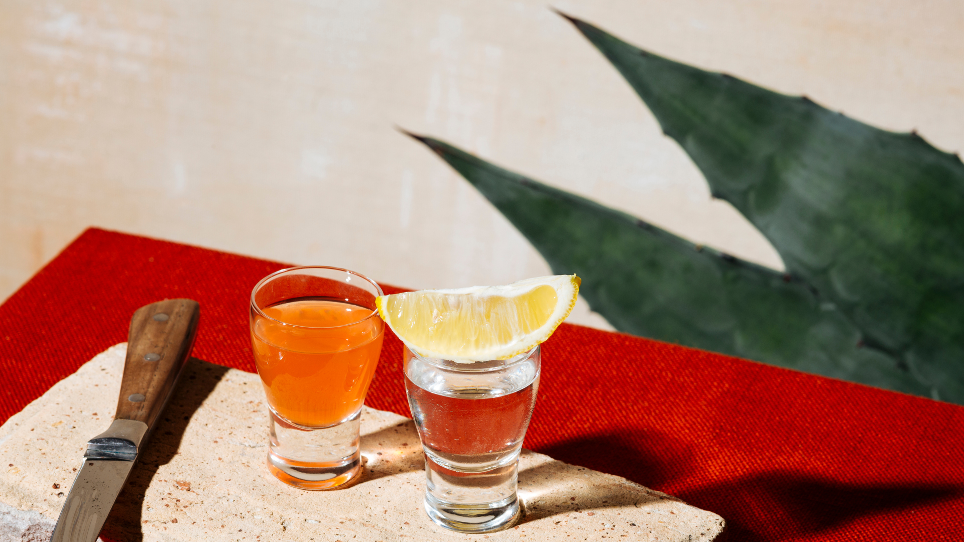 agave shots american agave spirits