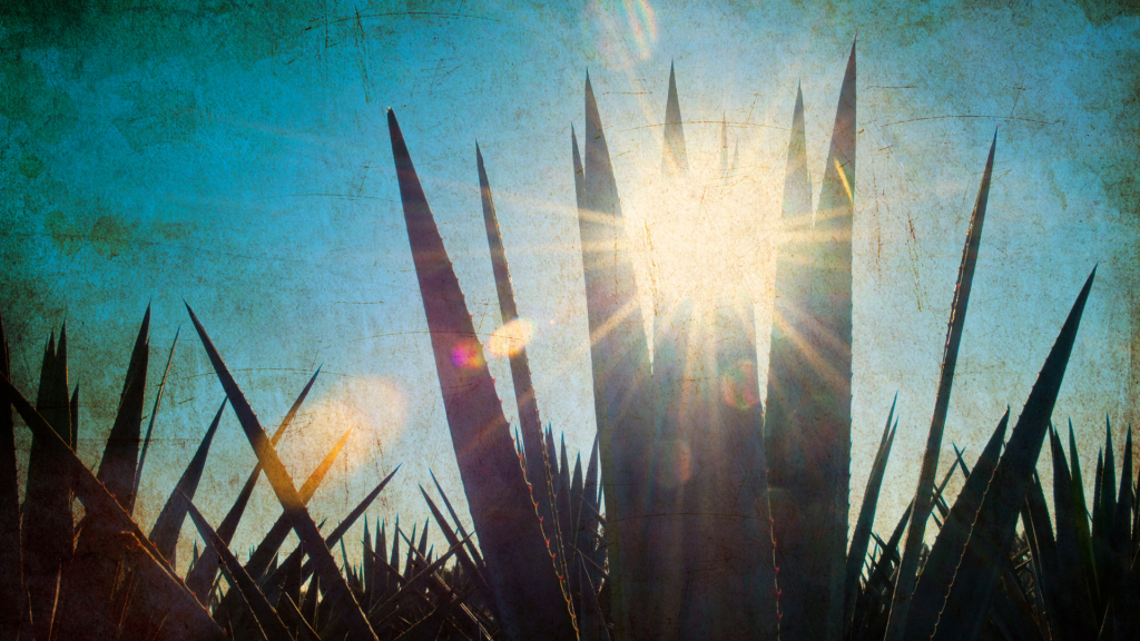 american agave spirits come from the agave plant