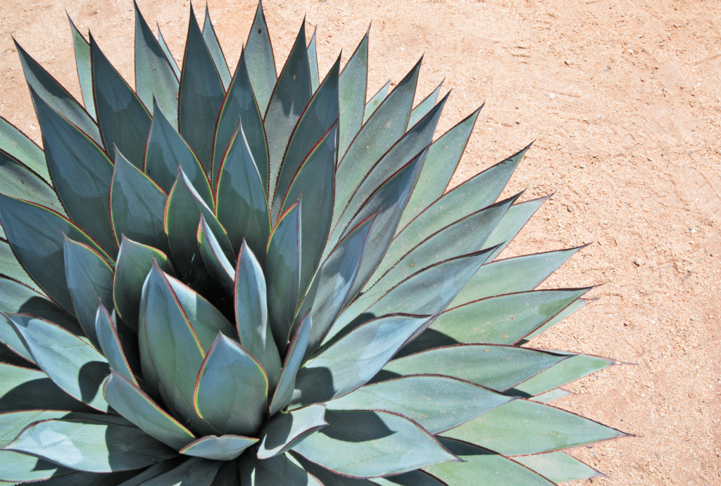 What is agave? Here's a picture of an example