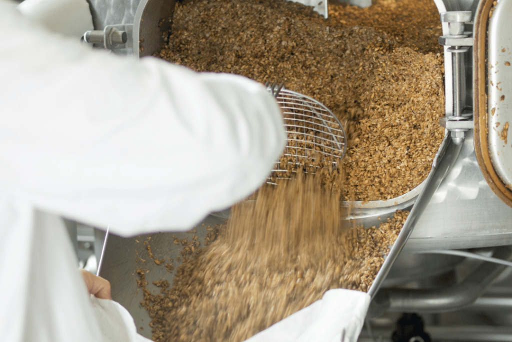 Spent grains being pulled out of the mash tun